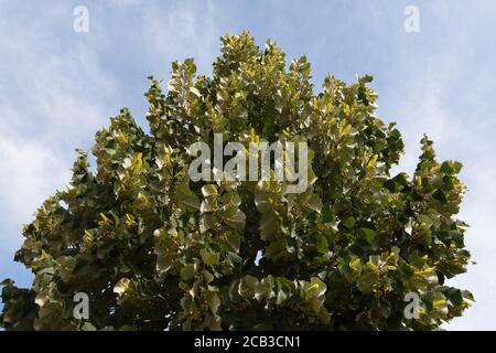 Tiglio estivo (Tilia platyphyllos) Foto Stock