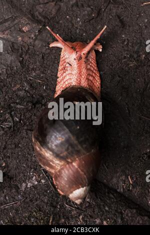 Scatto verticale ad angolo elevato di una lumaca che striscia su un terreno fangoso dopo pioggia Foto Stock