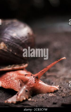 Colpo verticale di una lumaca strisciata su un terreno fangoso dopo la pioggia Foto Stock