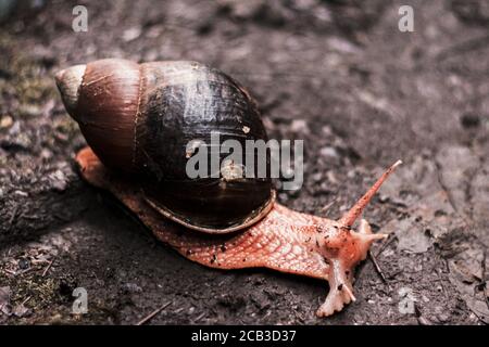 Primo piano di una lumaca strisciata su un terreno fangoso dopo la pioggia Foto Stock
