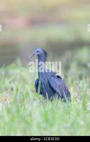 Black Heron (Egretta ardesiaca) sul lago Baringo, Kenya, è noto per il suo comportamento di caccia a baldacchino, dove le ali formano un ombrello sopra la testa. Foto Stock