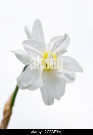 Daffodil bianco (Narcisis poeticus) isolato su sfondo bianco. Pieno aperto daffodil fiore testa. Fiori di primavera. Foto Stock