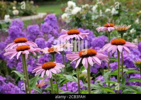Porpora Echinacea purpurea coneflower 'Rubinstern' in fiore Foto Stock