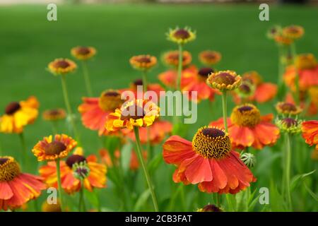 Helenium 'il primo fioritore di Sahin' sneezeweed in fiore durante l'estate mesi Foto Stock