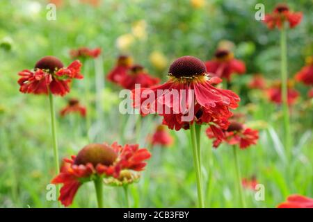 Helenium 'Moerheim Beauty' starnuti in fiore durante i mesi estivi Foto Stock