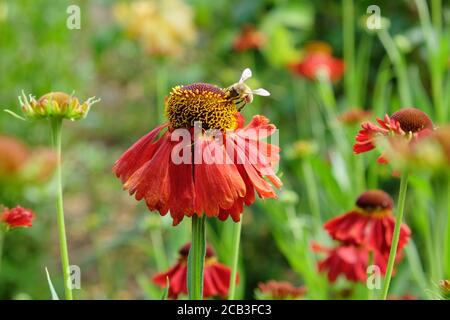 Helenium 'Moerheim Beauty' starnuti in fiore durante i mesi estivi Foto Stock