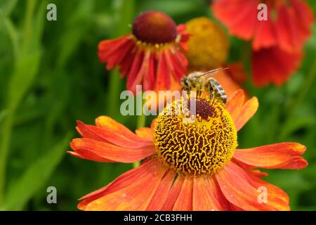 Un'ape di miele su Helenium 'Moerheim Beauty' sneezeweed in fiore durante i mesi estivi Foto Stock
