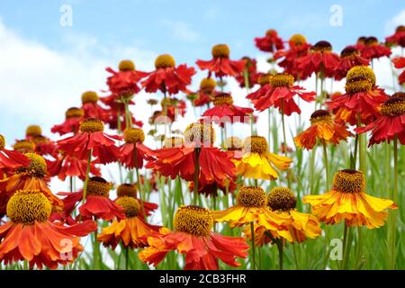 Helenium 'Moerheim Beauty' starnuti in fiore durante i mesi estivi Foto Stock