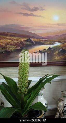 Eucomis in vaso su libreria Foto Stock