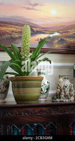 Eucomis in vaso su libreria Foto Stock