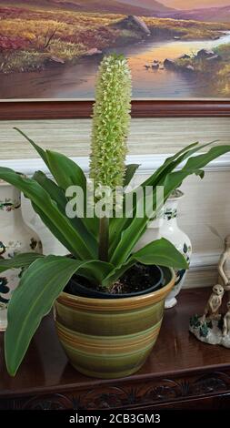 Eucomis in vaso su libreria Foto Stock