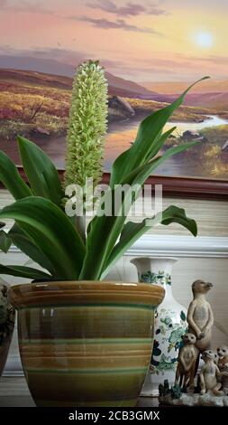 Eucomis in vaso su libreria Foto Stock