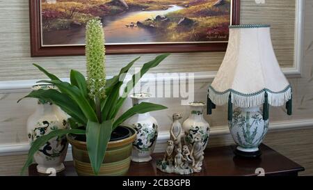 Eucomis in vaso su libreria Foto Stock