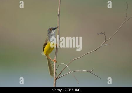 Un uccello selvatico che si sposta ramo a diramazione in erba in ora mattina . Foto Stock