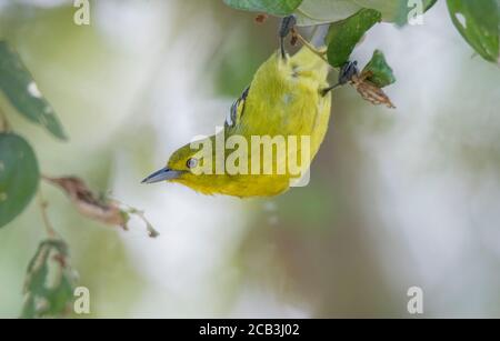 Un uccello selvatico che si muove sul ramo dell'albero . Foto Stock