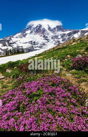 Phyllodoce empetriformis, montagna rosa-brughiera, fiorente in luglio nei prati subalpini del paradiso, Mount Rainier National Park, Washington state, U. Foto Stock