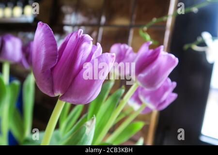 Primo piano di tulipani viola in giardino Foto Stock