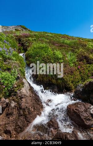 Ruscello di montagna che scorre attraverso un prato di fiori selvatici nel mese di luglio, al Paradise nel Mount Rainier National Park, Washington state, Stati Uniti Foto Stock