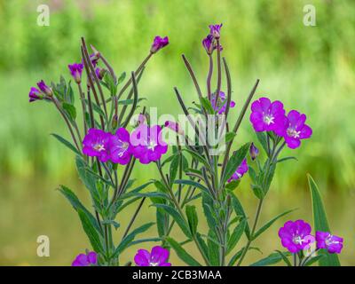 Fiori viola graziosi di willowib grande, Epilobium hirsutum, fiorente in un parco in estate Foto Stock