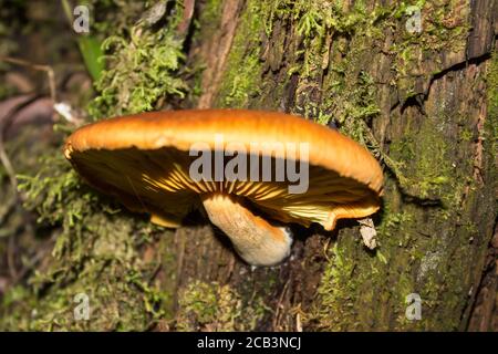 Un singolo tuft arancione, Gymnactus junonius, che cresce su un ceppo di albero coperto di muschio morto nella foresta di Afromontane dei Monti Drakekensberg, Sud A. Foto Stock