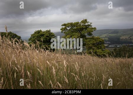 Bar Hill Fort area del muro Antonine di epoca romana, vicino a Twechar, Scozia, 10 agosto 2020. Foto Stock