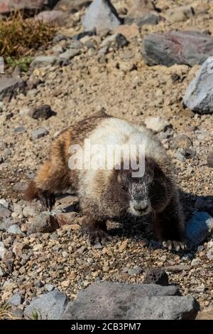 Hoary Marmot, Marmota caligata, foraggio in un prato subalpino a Paradise nel mese di luglio, Mount Rainier National Park, Washington state, USA Foto Stock