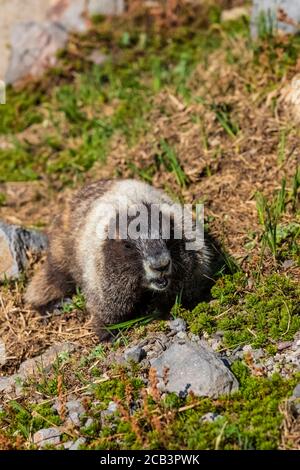 Hoary Marmot, Marmota caligata, foraggio in un prato subalpino a Paradise nel mese di luglio, Mount Rainier National Park, Washington state, USA Foto Stock