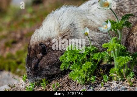 Hoary Marmot, Marmota caligata, foraggio in un prato subalpino a Paradise nel mese di luglio, Mount Rainier National Park, Washington state, USA Foto Stock