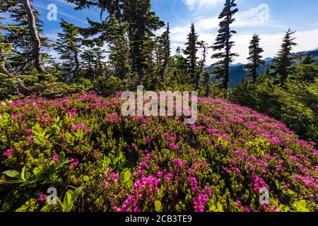 Phyllodoce empetriformis, montagna rosa-brughiera, fiorente in luglio nei prati subalpini del paradiso, Mount Rainier National Park, Washington state, U. Foto Stock