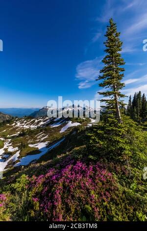 Phyllodoce empetriformis, montagna rosa-brughiera, fiorente in luglio nei prati subalpini del paradiso, Mount Rainier National Park, Washington state, U. Foto Stock