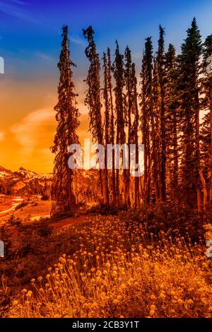 Dead Subalpine Firs, Abies lasiocarpa, confinante con un prato di fiori selvatici nel mese di luglio lungo lo Skyline Trail sopra il Paradiso nel Parco Nazionale del Monte Rainier, Wa Foto Stock