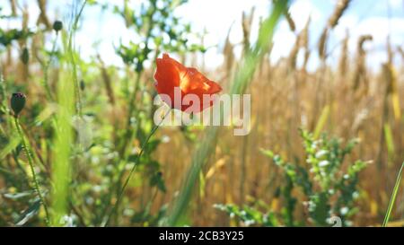 Fiore rosso papavero nel campo di mais Foto Stock