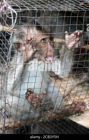 I capretti Crab-eating Macaque Macaca fascicularis ingabbiata in un uccello indonesiano & mercato degli animali Foto Stock