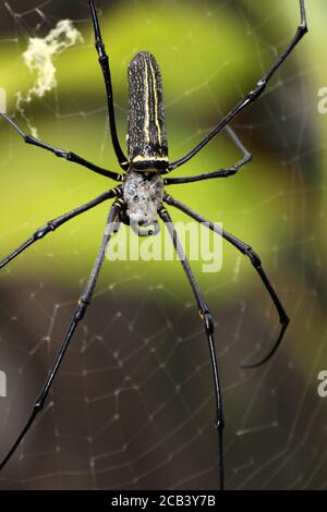 Northern Golden Orb Weaver o Giant Golden Orb Weaver Nephila pilipes - femmina Foto Stock