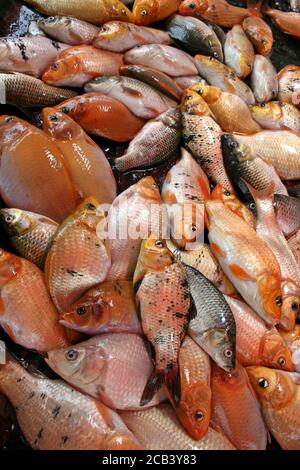 Pesce per la vendita su un mercato indonesiano in stallo Foto Stock