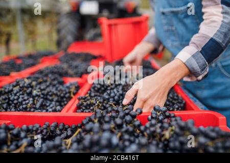 Donna irriconoscibile che raccoglie le uve in vigna in autunno, vendemmia concetto. Foto Stock