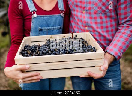 Irriconoscibile uomo e donna che tiene in scatola l'uva in vigna in autunno, vendemmia concetto. Foto Stock