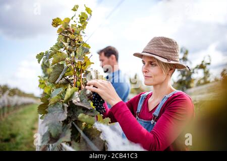 Uomo e donna raccogliendo uve in vigna in autunno, vendemmia concetto. Foto Stock