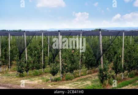 sistema di produzione di frutta a rete anti-grandine Foto Stock