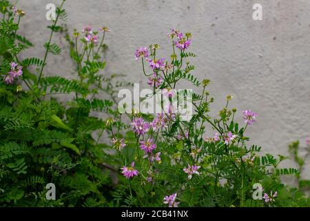 Corona vetch fiore di fronte a un muro di cemento, chiamato anche semi di assolo, Securigera varia o bunte kronwicke Foto Stock