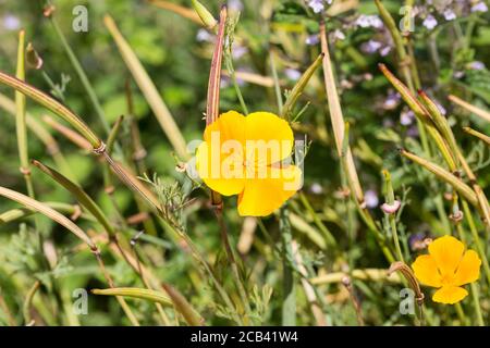 Primo piano del fiore giallo Eschscholzia californica. Comunemente conosciuto come papavero della California. Foto Stock