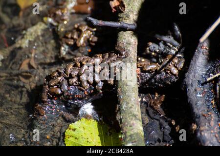 Gruppo di tanti giovani toads seduti su un ramo in acqua, Bufo bufo Foto Stock