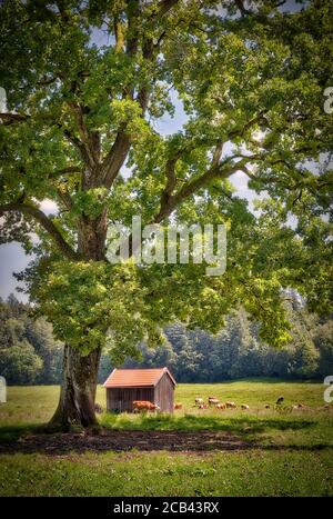 DE - BAVARIA: La quercia vecchia (HDR-Image) Foto Stock