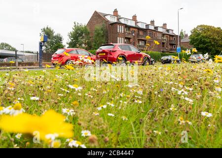 Fiori selvatici che crescono sulla strada, A82 Great Western Road, Anniesland, Glasgow, Scozia, Regno Unito Foto Stock