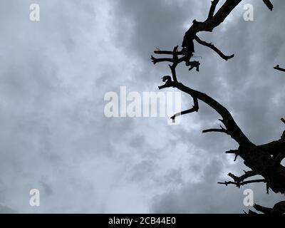 Immagine ad angolo basso di rami di alberi sotto nuvole di tempesta oscure Foto Stock