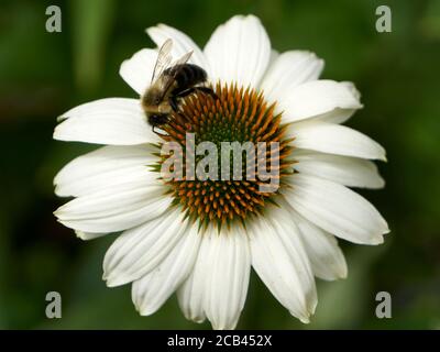 Closeup di un polline di raccolta bumblebee su un fiore bianco, Vancouver, British Columbia, Canada Foto Stock