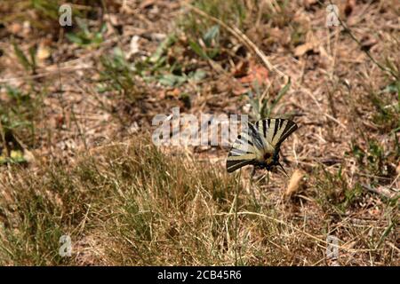 Ritratto di una farfalla podalirio -Iphiclides podalirius- che poggia su a. fiore di dente di leone Foto Stock