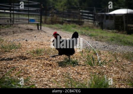 Vari animali da fattoria come maiali, cavalli e mucche in una fattoria in Texas. Foto Stock