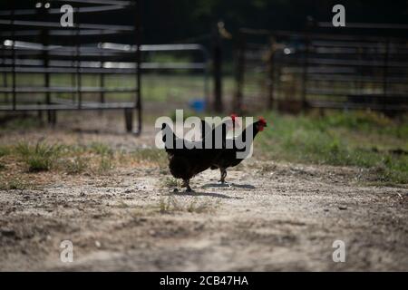 Vari animali da fattoria come maiali, cavalli e mucche in una fattoria in Texas. Foto Stock