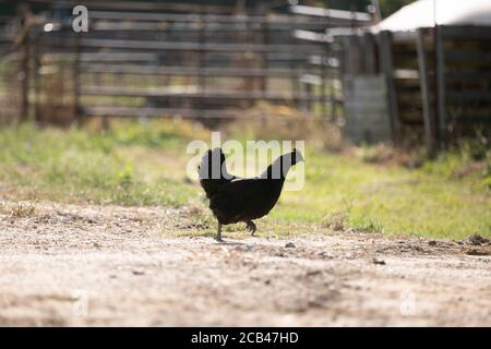 Vari animali da fattoria come maiali, cavalli e mucche in una fattoria in Texas. Foto Stock